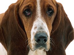 Patient Eyes, Basset Hound